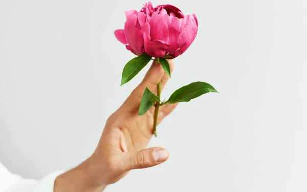 Imagem Close Mão Homem Segurando Uma Bela Peônia Rosa Fresca — Fotografia de Stock