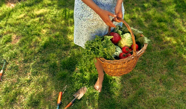 Cropped horizontal image of a female gardener with a basket with freshly picked ecological vegetables. A young owner farmer woman with the organic veggie harvest in the basket.