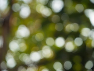 Odak dışı doğa Bokeh