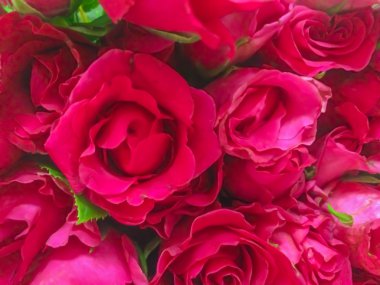 Kırmızı gül grubu