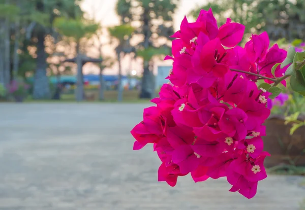 Kırmızı kağıt çiçek, alan derinliği