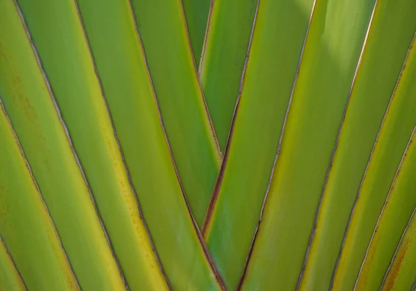 Stam van de palmboom — Stockfoto