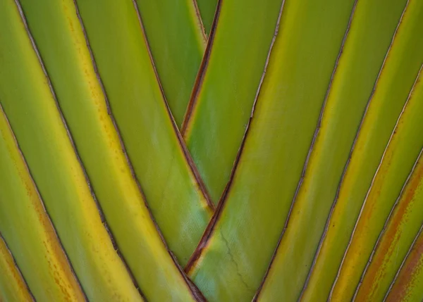 Stam van de palmboom — Stockfoto