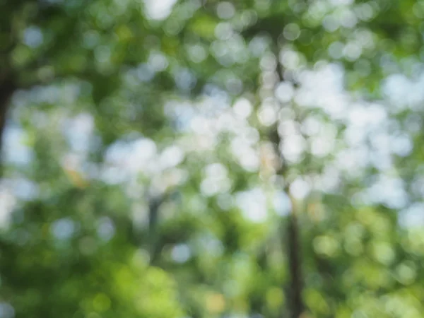 Odak dışı doğa Bokeh