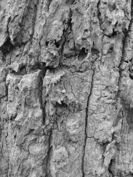 Ağaç, siyah ve beyaz kabuğu