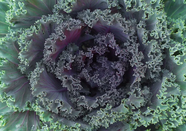 kırmızı yeşil lahana