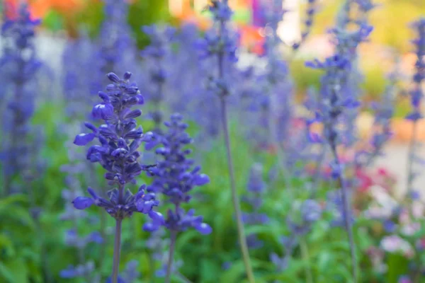 Bahçe içinde closeup mavi ada çayı