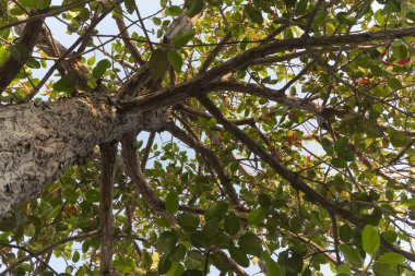 Dipterocarpus intricatus, yüksek ağaç