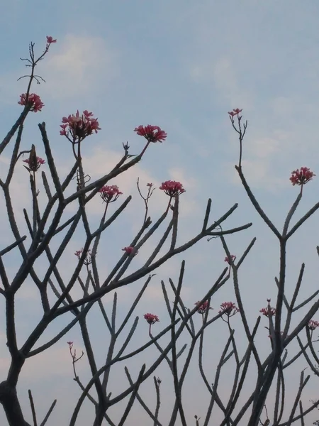 Red Plumeria with Blue Sky — Stock Photo, Image