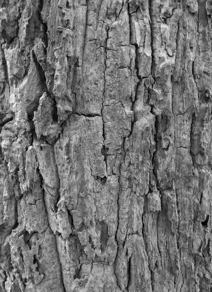 Кора дерева, черно-белая — стоковое фото