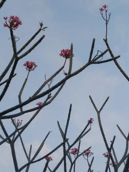 Mavi gökyüzü ile kırmızı Plumeria