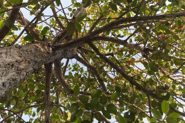 Dipterocarpus intricatus, yüksek ağaç