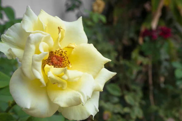 Gelbe und weiße Rose — Stockfoto