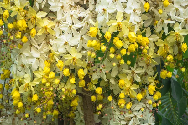 Renkli çiçek perde