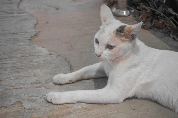 Branco gato olho amarelo — Fotografia de Stock