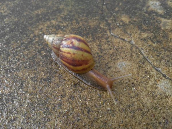 Salyangoz yavaş hareket