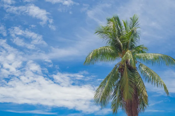 Mavi gökyüzü Hindistan cevizi