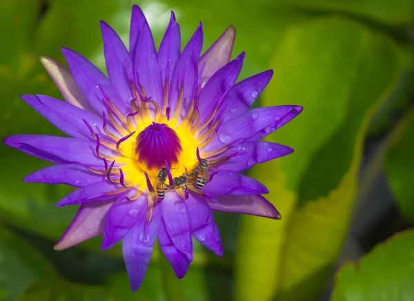 Zbliżenie piękna fioletowa lotus Zdjęcia Stockowe bez tantiem