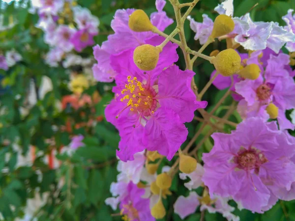 Lagerstroemia speciosa çiçek
