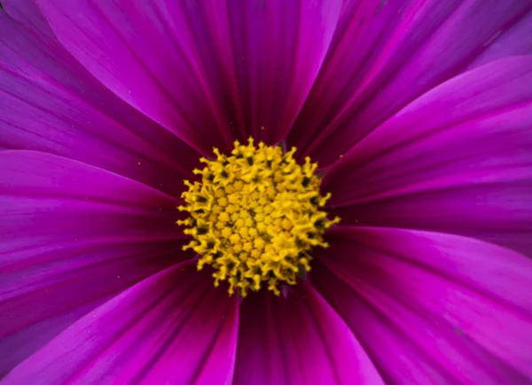 Hermosa de flor — Foto de Stock