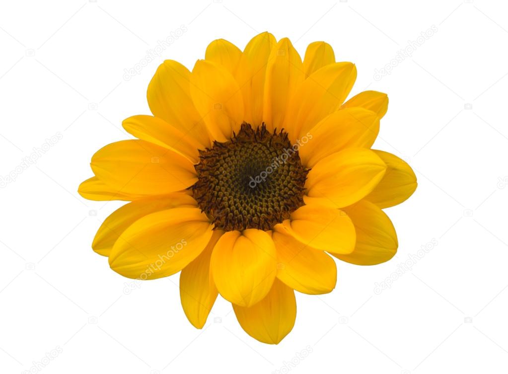 Little Sunflower on White Background