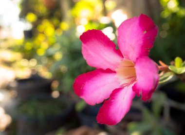 Pembe Çiçek Doğa arka plan