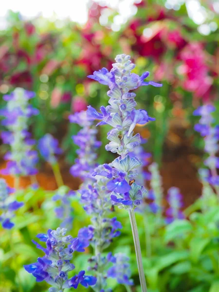 Bahçe içinde closeup mavi ada çayı