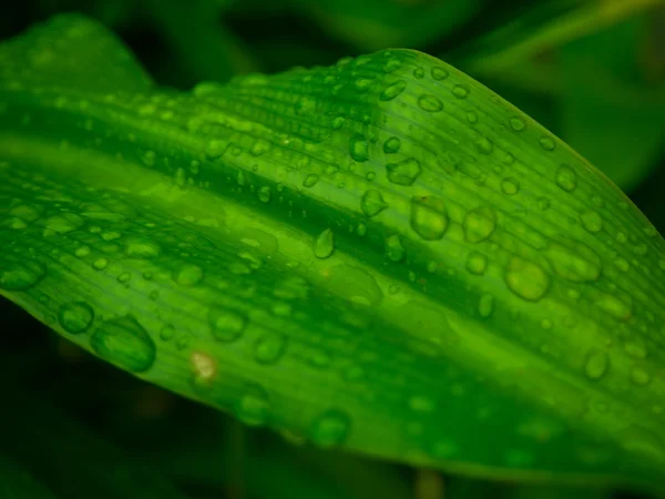 Piękny zielony liść z krople — Zdjęcie stockowe
