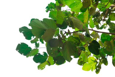 Beyaz arkaplanda izole yeşil yaprak