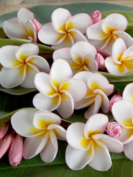 Beautiful plumeria flower — Stock Photo, Image