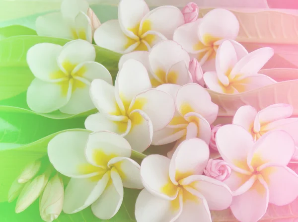 Plumeria όμορφο λουλούδι — Φωτογραφία Αρχείου