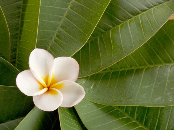 Plumeria όμορφο λουλούδι — Φωτογραφία Αρχείου