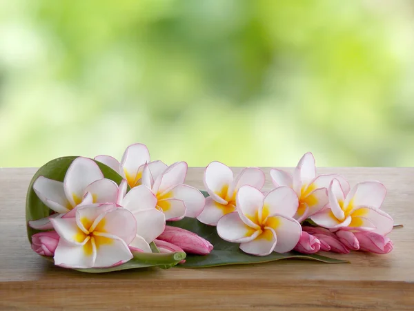 Güzel plumeria çiçek — Stok fotoğraf