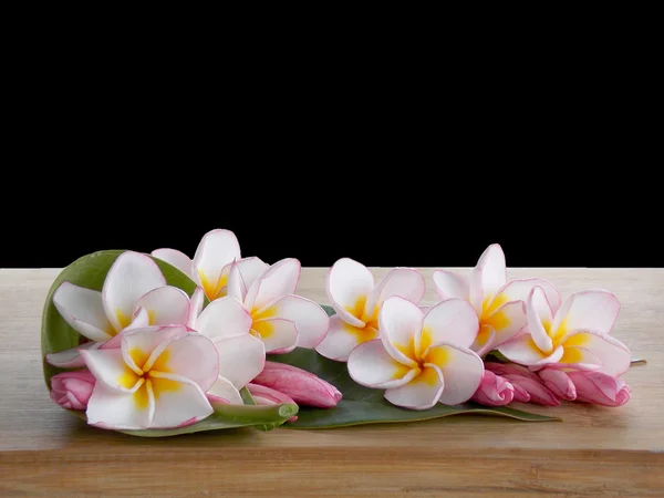 Mooie plumeria bloem — Stockfoto