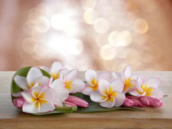 Güzel plumeria çiçek — Stok fotoğraf