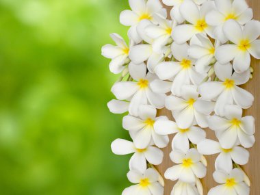 Plumiria çiçek arka plan 