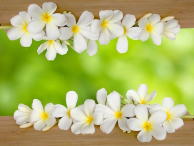 Plumiria çiçek arka plan 