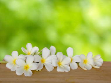 Plumiria çiçek arka plan 