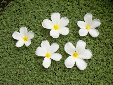 güzel plumeria çiçek