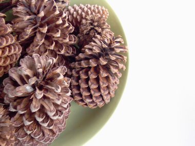 Plumiria çiçek arka plan 