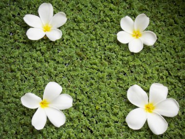 güzel plumeria çiçek