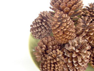 Plumiria çiçek arka plan 