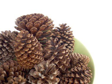 Plumiria çiçek arka plan 