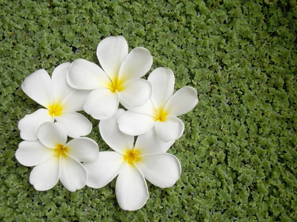Bellissimo fiore di plumeria — Foto Stock