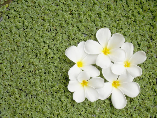 Квітка гарний Живці квітів — стокове фото
