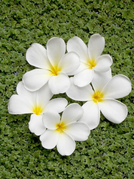 Bellissimo fiore di plumeria — Foto Stock