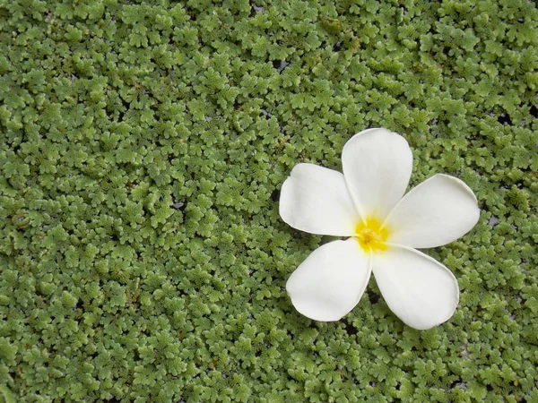 güzel plumeria çiçek