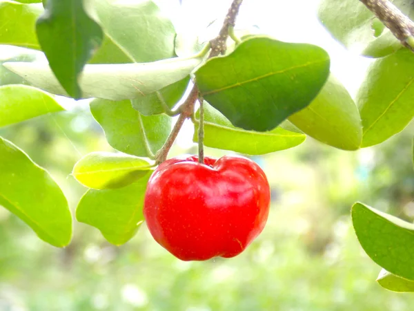 Čerstvé třešně acerola plody — Stock fotografie
