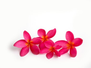 Güzel tropikal frangipani çiçek