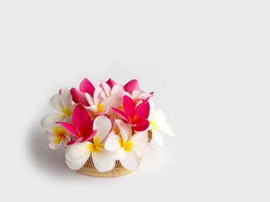 Güzel tropikal frangipani çiçek